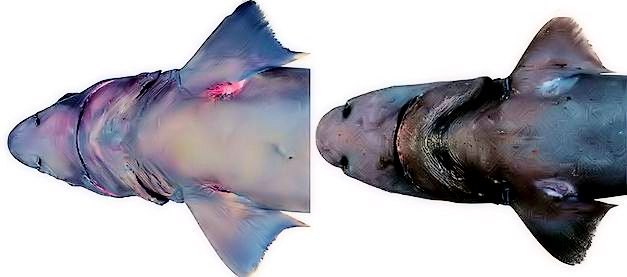 Centrophorus granulosus_05.jpg